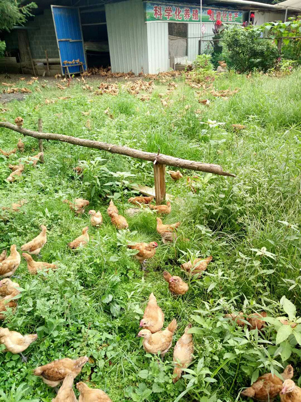 林下养鸡用围网；重庆周边鸡苗厂家；鸡舍搭建方法
