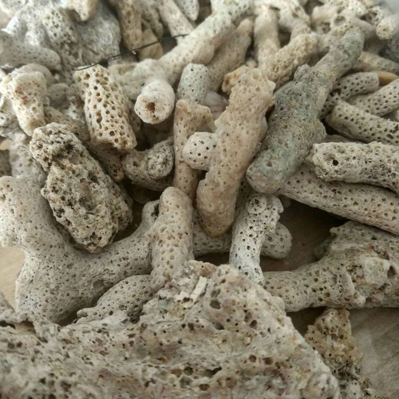 河北本格长期供应珊瑚骨 浴缸造景用 鱼缸过滤平衡ph值用珊瑚石