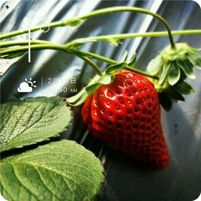 白草莓苗 白草莓苗几年结果