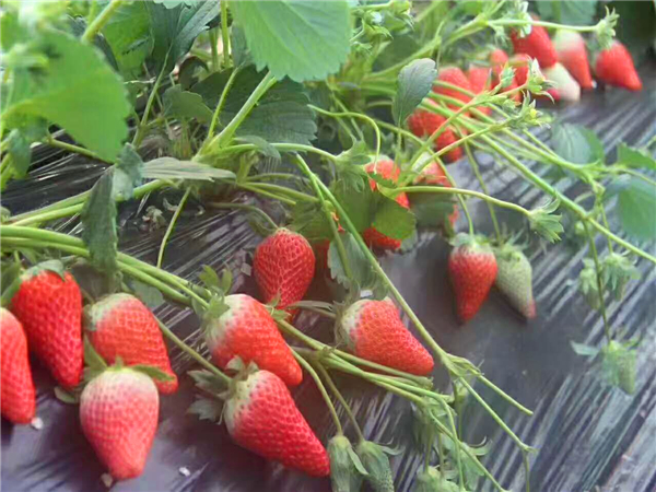 红实美草莓苗 红实美草莓苗批发价格