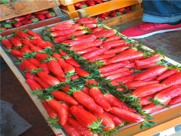 哪里有法兰地草莓苗多少钱一棵