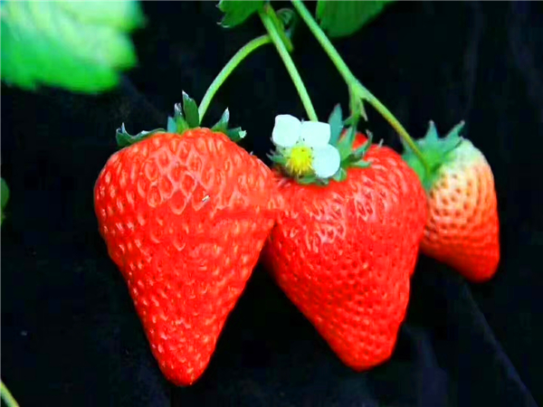 新疆脱毒草莓苗批发价格