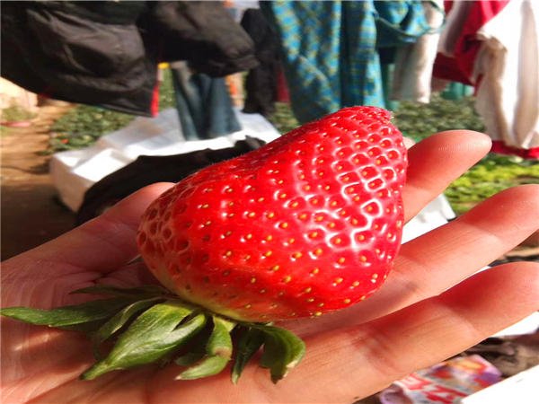 丰香草莓苗 丰香草莓苗价格与报价