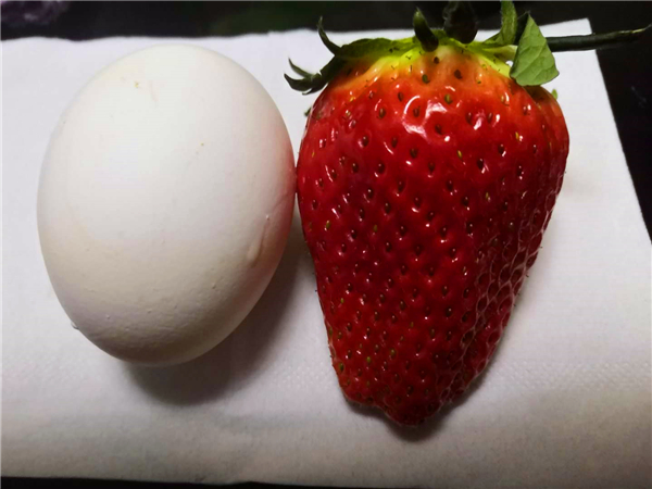 红实美草莓苗 红实美草莓苗几年结果