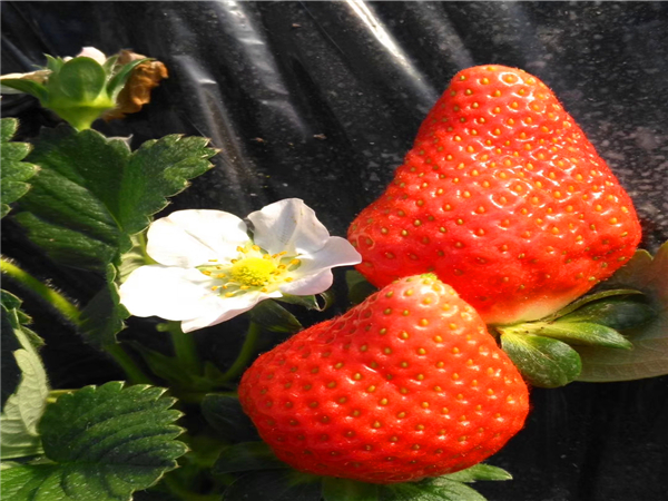 新疆脱毒草莓苗批发价格