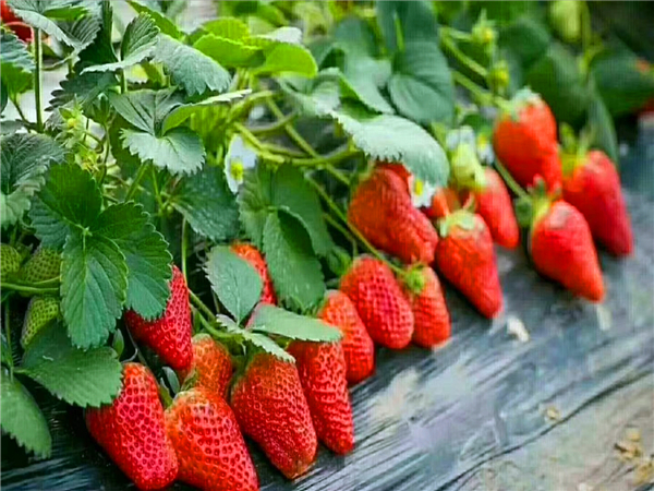 新疆隋株草莓苗批发价格