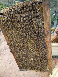 中蜂养殖蜜蜂群蜂蜜养蜂工具蜂箱