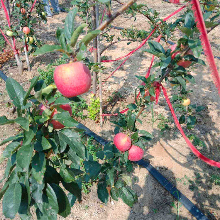 小国光苹果苗一亩地栽多少棵