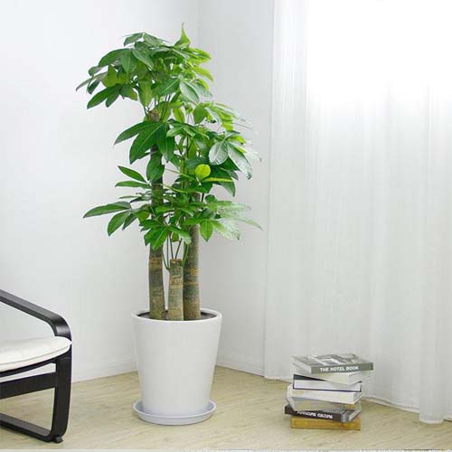 广州室内植物，老板办公室大型植物购买价格便宜配送上门