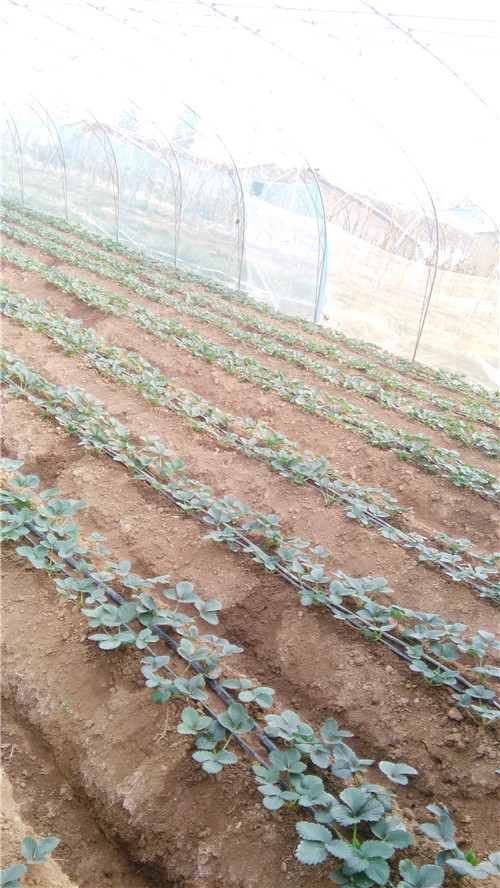 新疆草莓苗大棚种植 草莓苗好品种