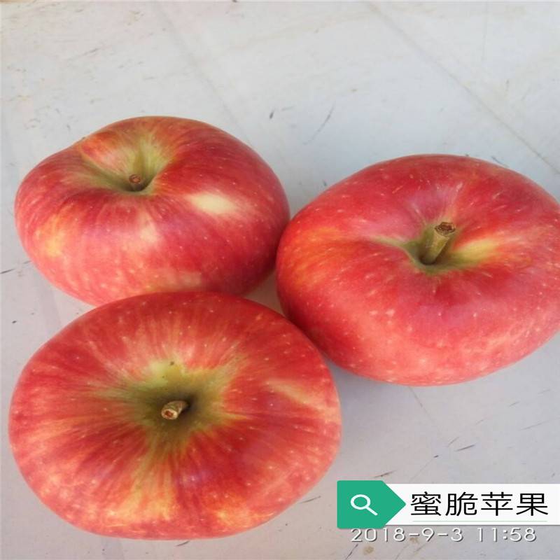 云南种植矮化苹果苗 昭通地区种植苹果苗品种 惠农华硕苹果苗基地