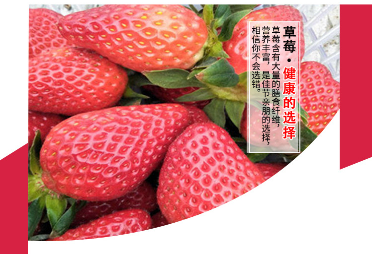 牛奶草莓苗有、牛奶草莓苗价格一株
