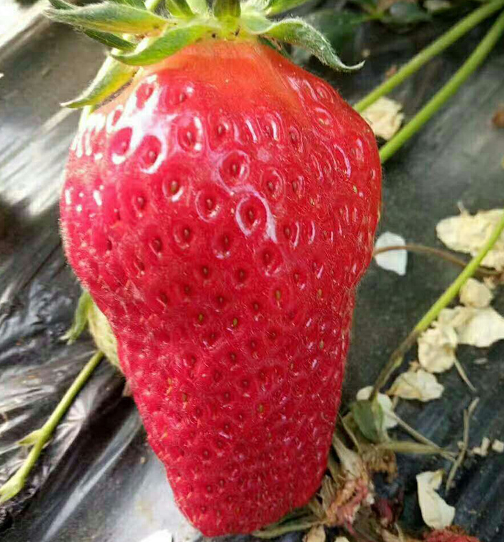 妙香草莓苗基地、妙香草莓苗多少钱一棵
