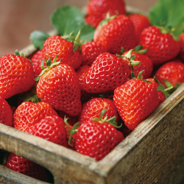 盆栽草莓苗有、盆栽草莓苗价格一颗