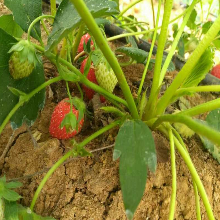 新品种草莓苗价格、新品种草莓苗价格一株