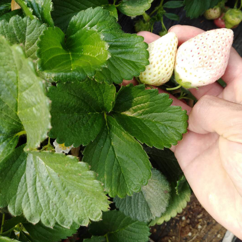 脱毒草莓苗多少钱、脱毒草莓苗多少钱一棵
