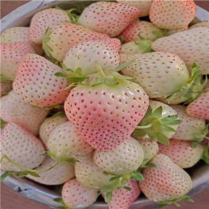四季草莓苗怎么卖、四季草莓苗多少钱一颗