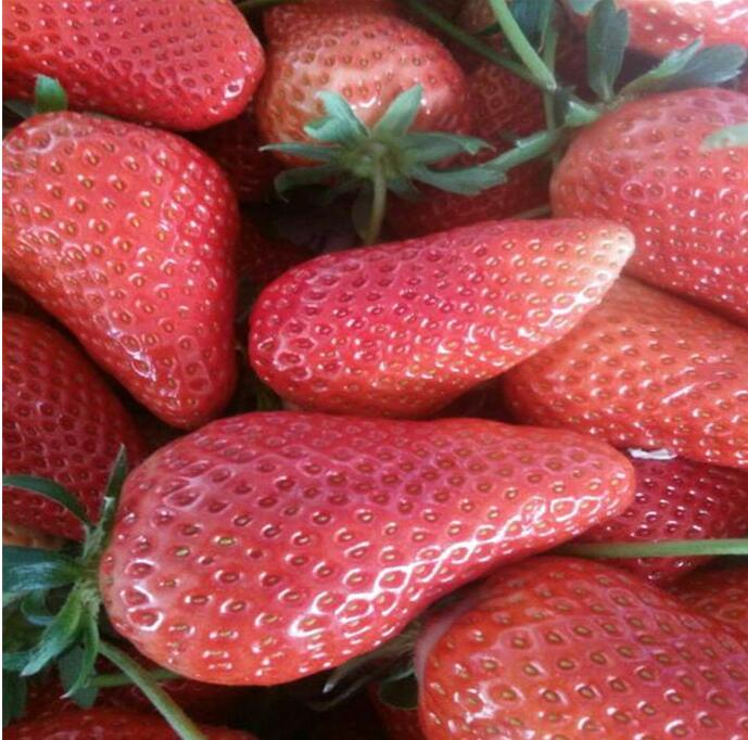 甜查理草莓苗怎么卖、甜查理草莓苗多少钱一颗