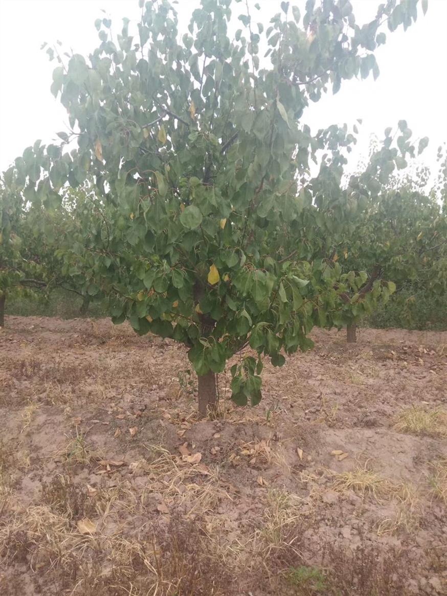 30公分造型杏树哪里有卖 产地货源 价格优惠