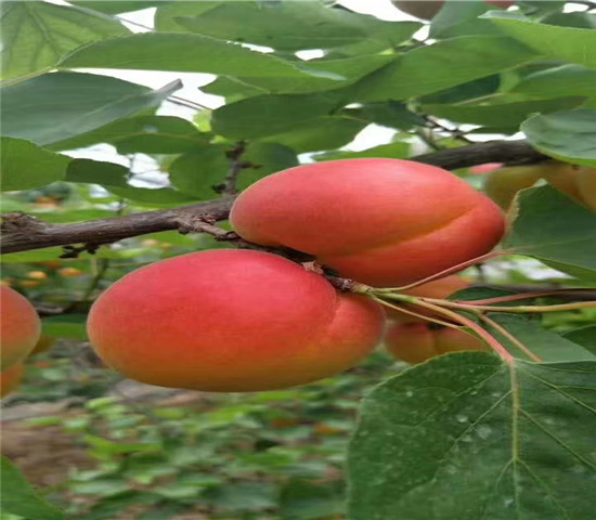 香满园杏树苗批发基地、香满园杏树苗引种表现以及栽培技术