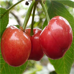 弗里斯科樱桃苗品种、产地及价格