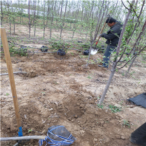 富士苹果树苗育苗基地、富士苹果树苗种植技术指导
