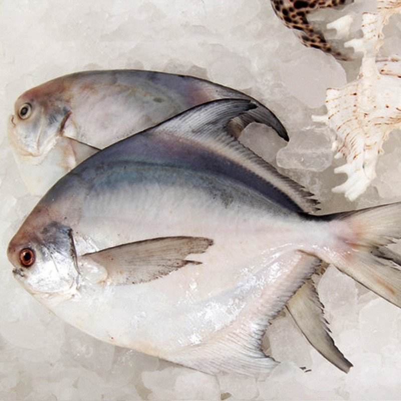 巴沙鱼全国口岸进口能出卫生证吗