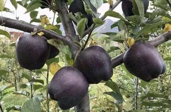 新品种黑钻苹果苗黑钻石苹果树苗四季北方南方种植