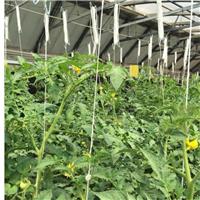 西红柿种植技术分享--及中荷番茄吊线钩产品介绍