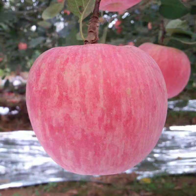 嫁接冰糖心苹果树苗味甜适口 矮化早熟苹果树苗早丰产收益高