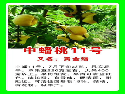 黄金蜜1桃树苗、广西黄金蜜1桃树苗价格及报价一览表