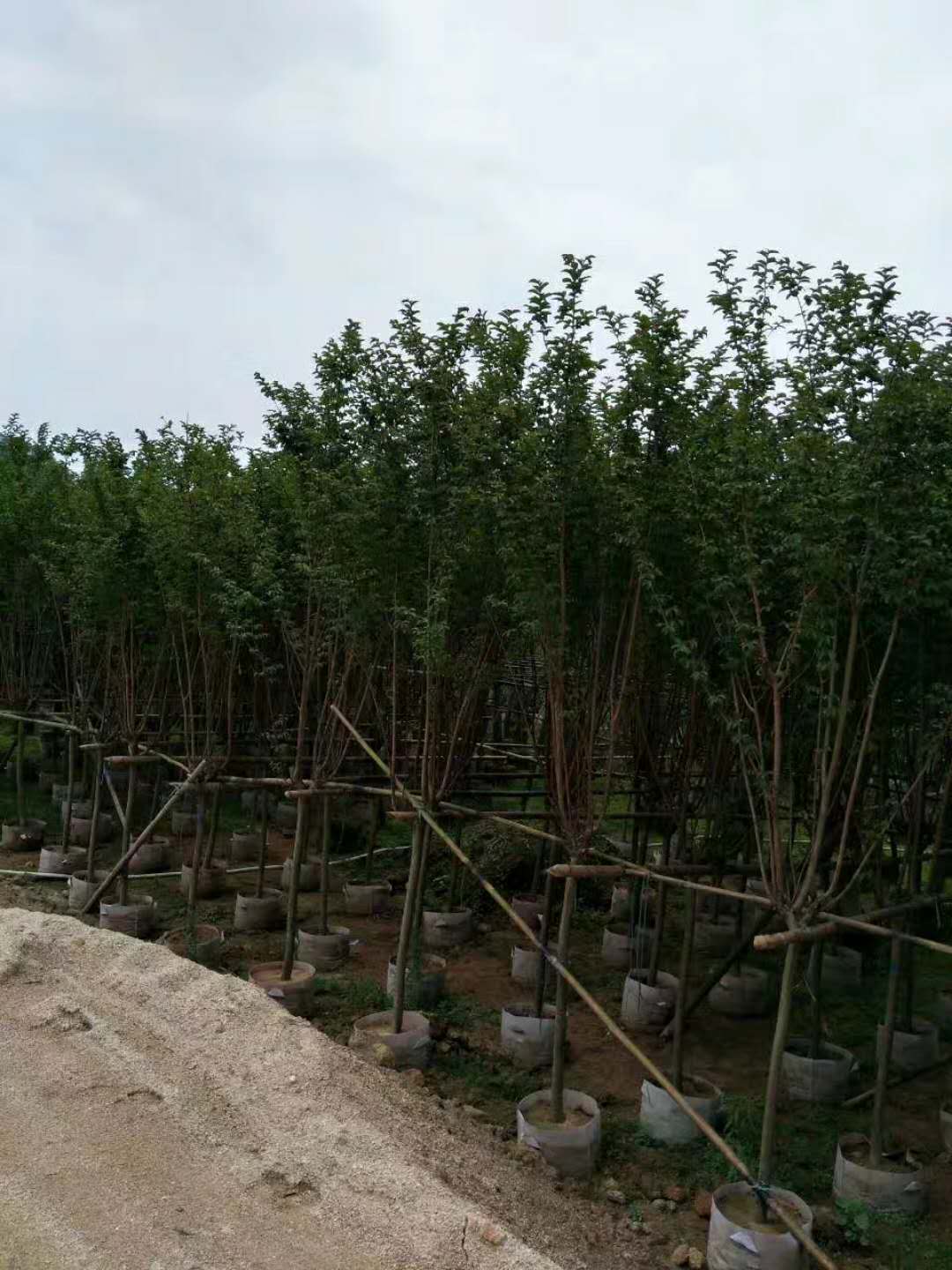漳州苗木种植基地特价供应精品乔木小叶紫薇