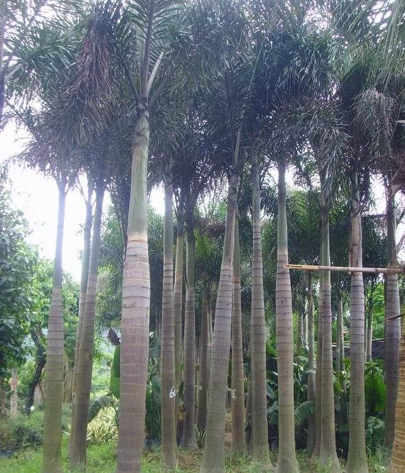 多规格大量供应精品热带风景绿化树狐尾椰子