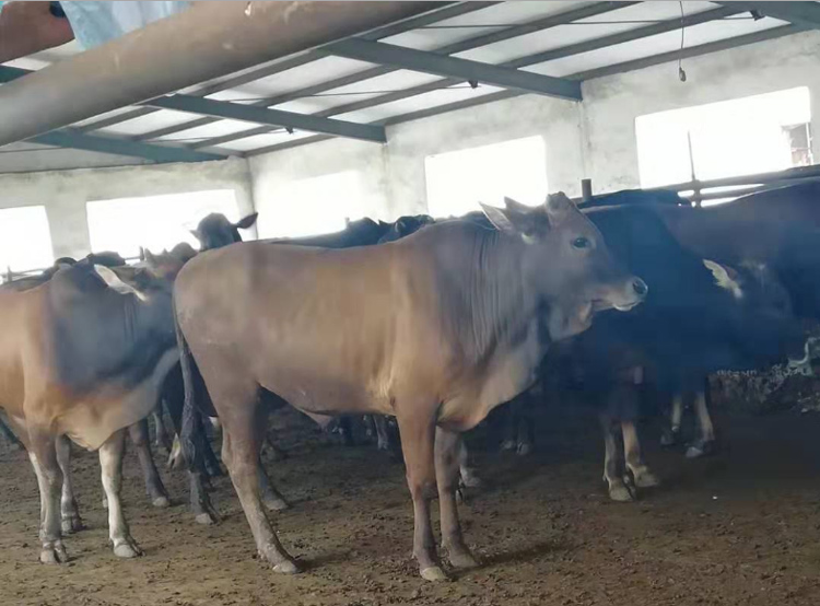 陕西改良肉牛犊价格一头 嘉祥县华盛养殖场供应