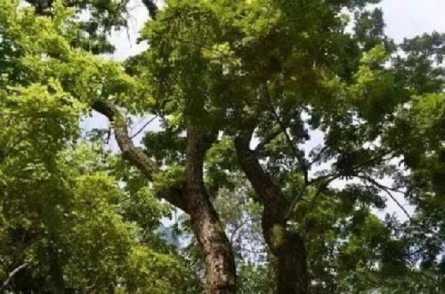 汇生林业涉嫌种植活木的产业，已经成为了生态发展的必经之路