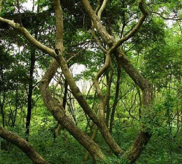 汇生林业涉嫌培育红木，成功走在资本市场的*