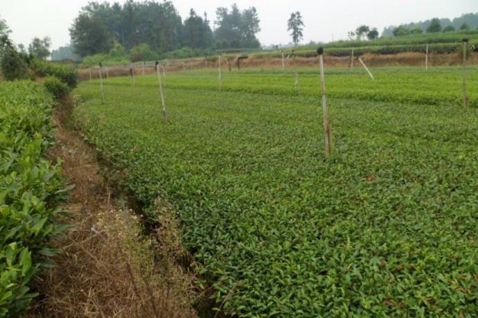 乾县中茶108茶苗-价格便宜优质良种茶苗