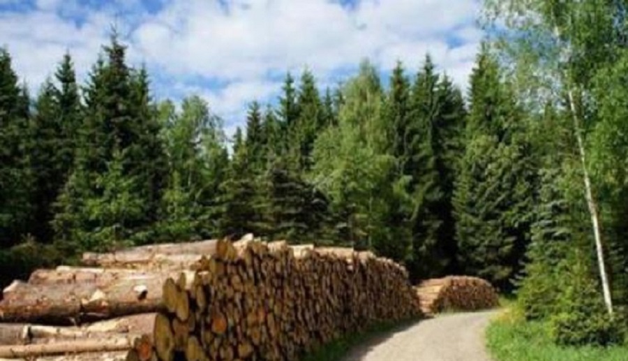 汇生林业涉嫌进行稀有红木种植，投资构建了绿色生态经济
