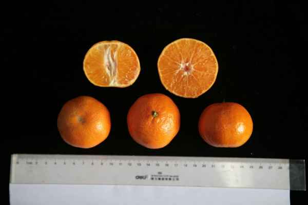 华美1号柑橘销售商