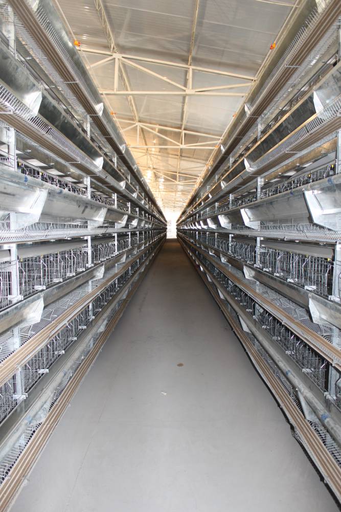 青岛智能蛋鸡设备生产厂家