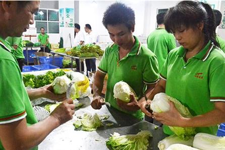 万江肉菜批发食堂农产品配送公司 大型蔬菜批发市场 自有蔬菜种植基地