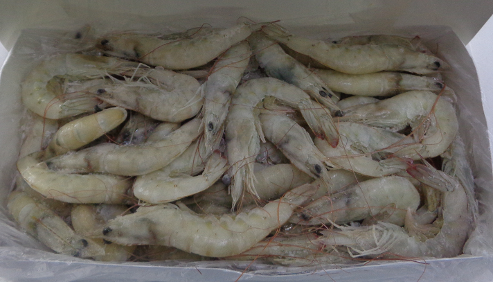 越南冷冻虾进口报关代理公司有案例