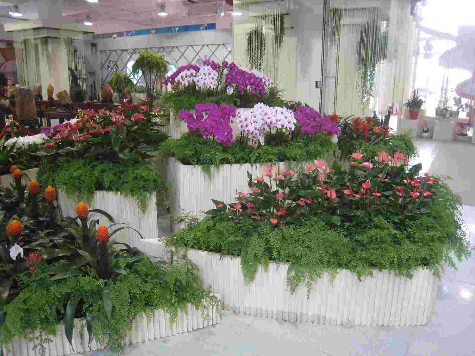 南京江北汽车产业园附近的花卉租赁价格行情 服务至上 南京春之恋景观工程供应
