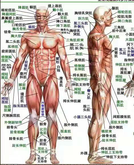 绵阳叶一针肌筋膜松解术培训