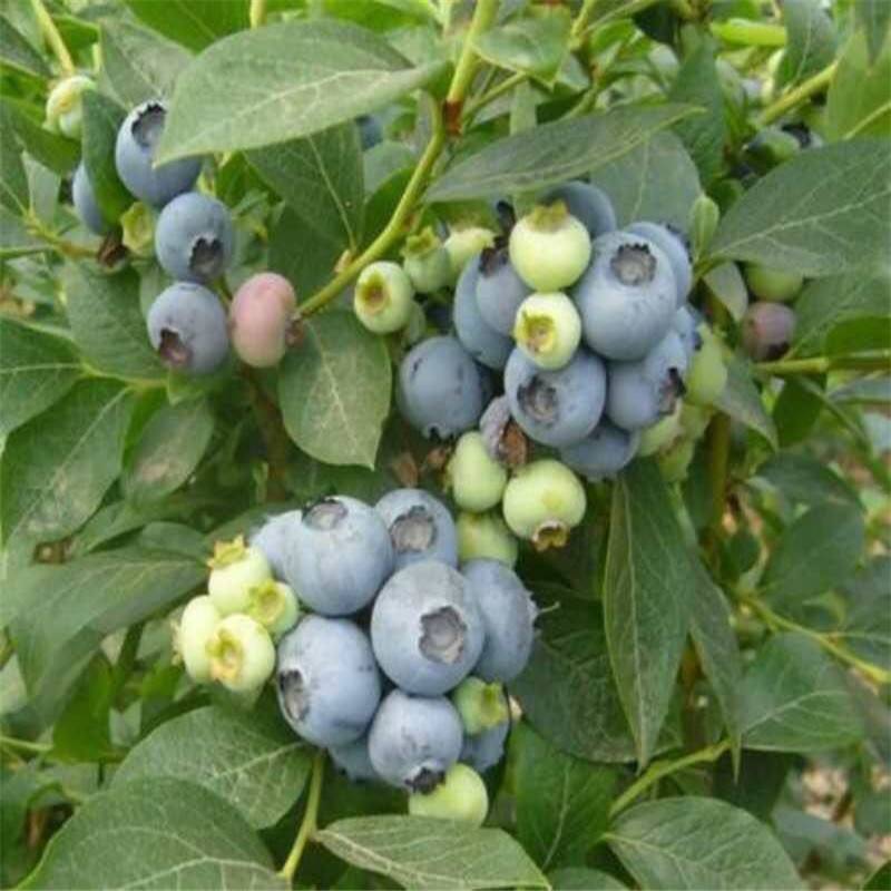出售大棚种植珠宝蓝莓树苗 进口基质繁育L25 惠农农业