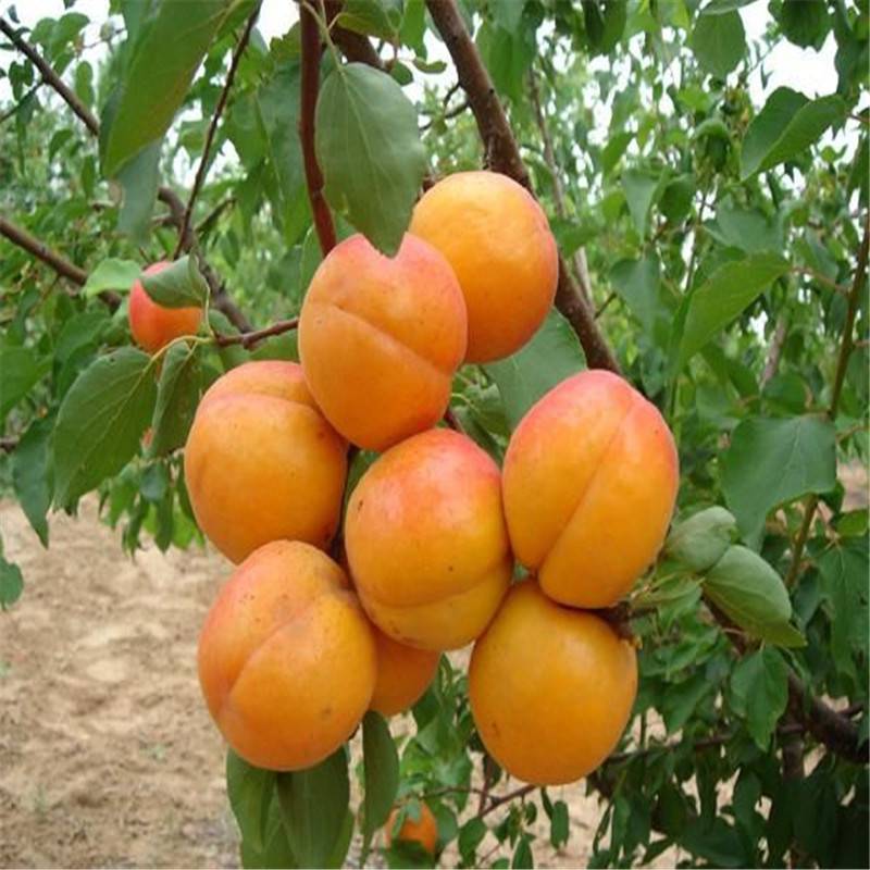 麦黄杏树苗有 惠农 大规格绿化杏树报价、蜜香红杏树苗价格
