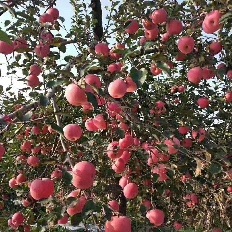 武鹏飞特级红富士苹果价格红富士苹果产地山东红富士苹果批发价格