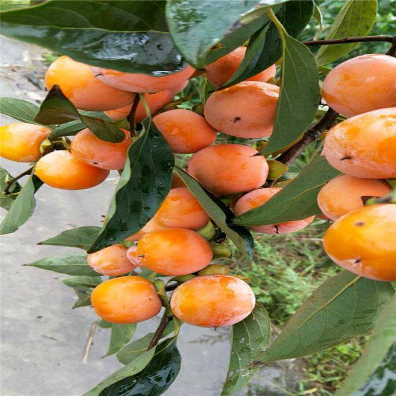 脆甜柿子苗品种 2年生柿子苗价格 量大从优 惠农农业