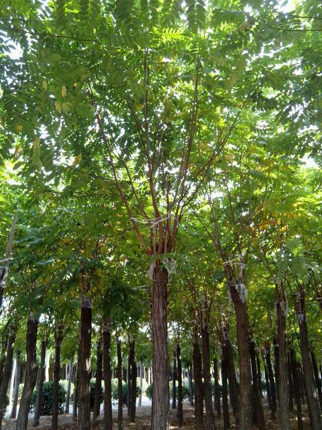 北京8公分香花槐 济宁市任城区禾盛苗木种植供应