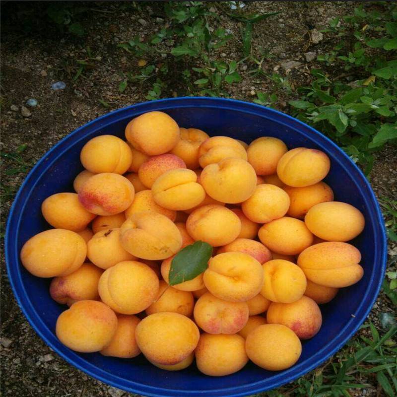 山杏小苗价格，凯特杏树苗批发基地、大红杏树苗有 惠农大杏树